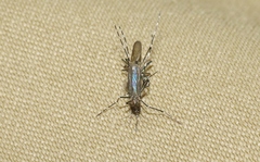 Aedes sierrensis