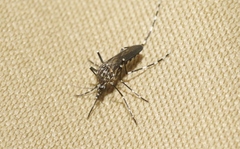 Aedes sierrensis