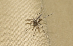 Aedes sierrensis