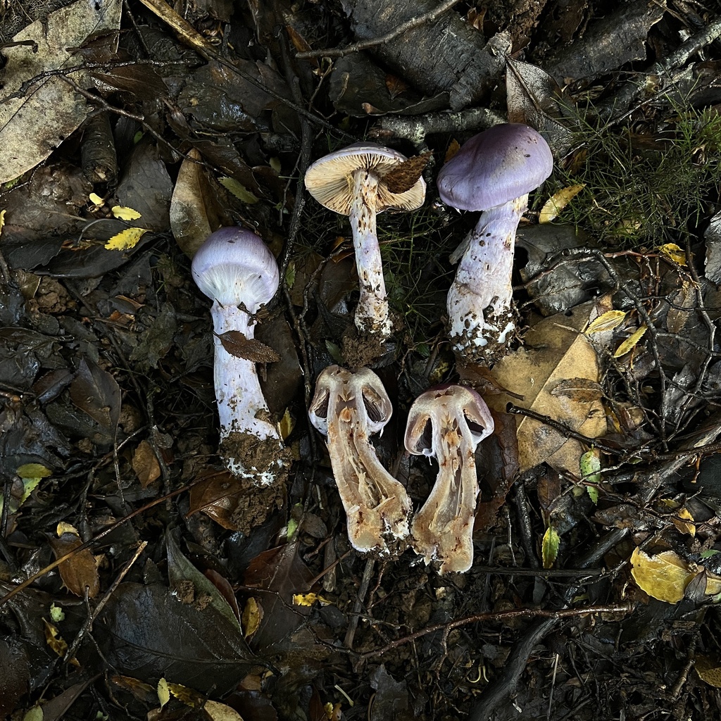 Cortinarius contulmensis · May 2024 · photo: © cristianriquelme (iNaturalist, cc-by)