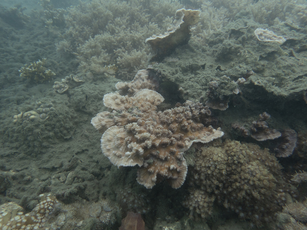 Merulinidae Merulinidae from Tagum City, PH-DV, PH on April 29, 2024 at 12:35 PM by ...