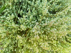 Erica hispidula