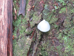 Entoloma canoconicum