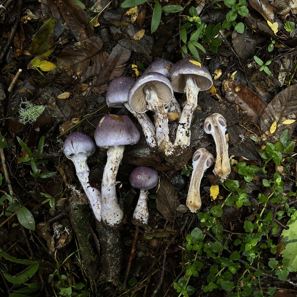 Cortinarius contulmensis · May 2024 · photo: © cristianriquelme (iNaturalist, cc-by)