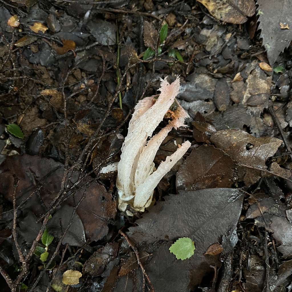 Laternea pusilla · May 2024 · photo: © cristianriquelme (iNaturalist, cc-by)