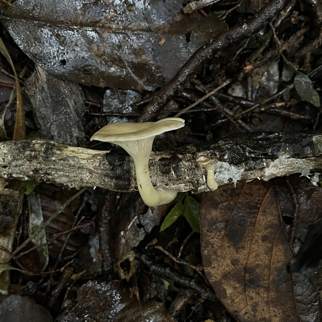 Clitocybula dusenii · May 2024 · photo: © cristianriquelme (iNaturalist, cc-by)