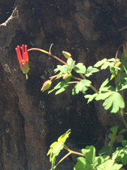Aquilegia elegantula