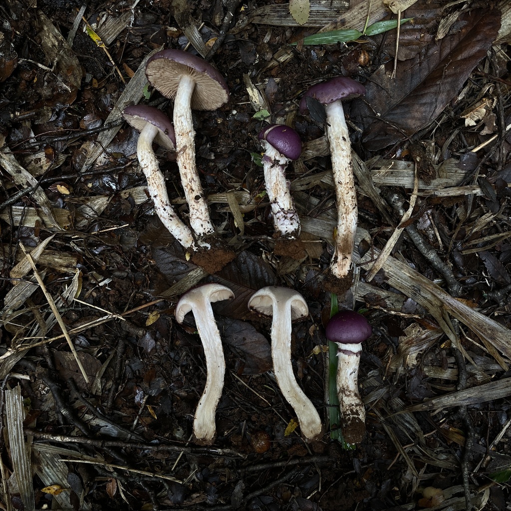 Cortinarius lebre · May 2024 · photo: © cristianriquelme (iNaturalist, cc-by)
