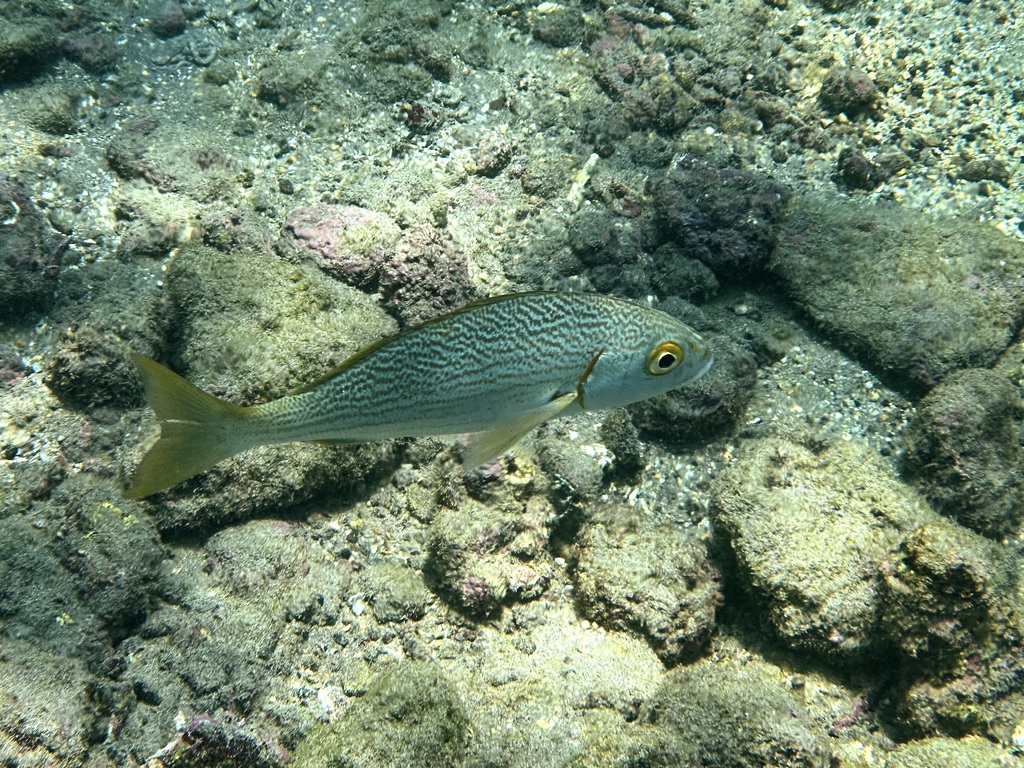 Brassy grunt (Microlepidotus brevipinnis) — Haemulidae