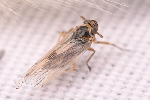 Nothodelphax consimilis