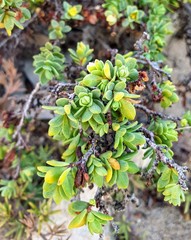 Pimelea serpyllifolia
