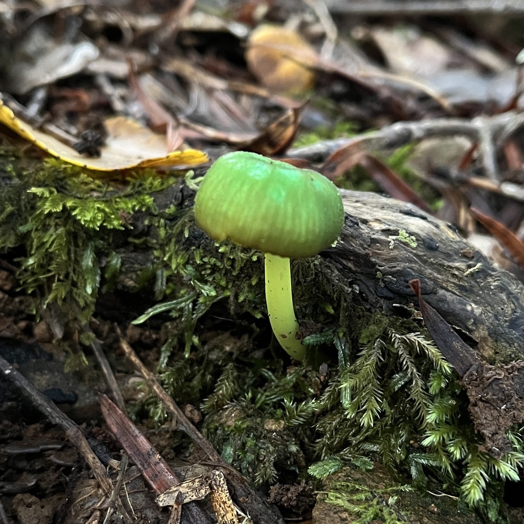 Entoloma necopinatum