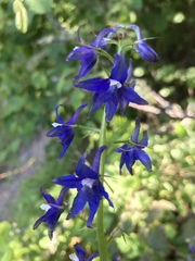 Delphinium bakeri