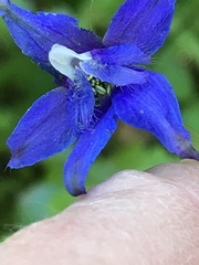 Delphinium bakeri