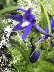 Delphinium bakeri