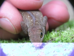 Anolis compressicauda