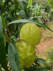 Gomphocarpus physocarpus image