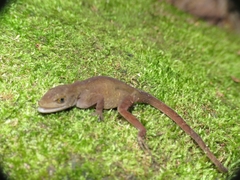 Anolis compressicauda