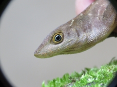 Anolis compressicauda