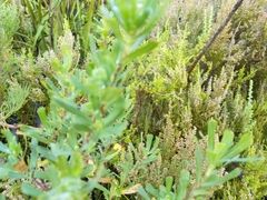 Erica hispidula