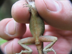 Anolis compressicauda