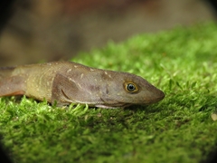 Anolis compressicauda