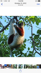 Propithecus coquereli