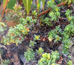 Pimelea serpyllifolia