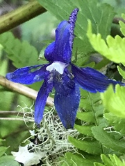 Delphinium bakeri