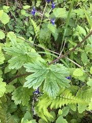 Delphinium bakeri