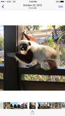 Propithecus coquereli