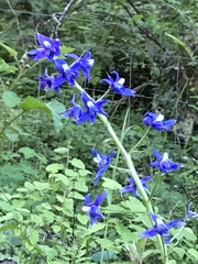 Delphinium bakeri