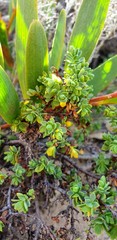 Pimelea serpyllifolia