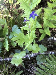 Delphinium bakeri