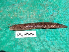 Muraena lentiginosa
