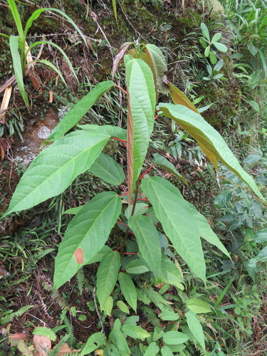 Alchornea anamariae