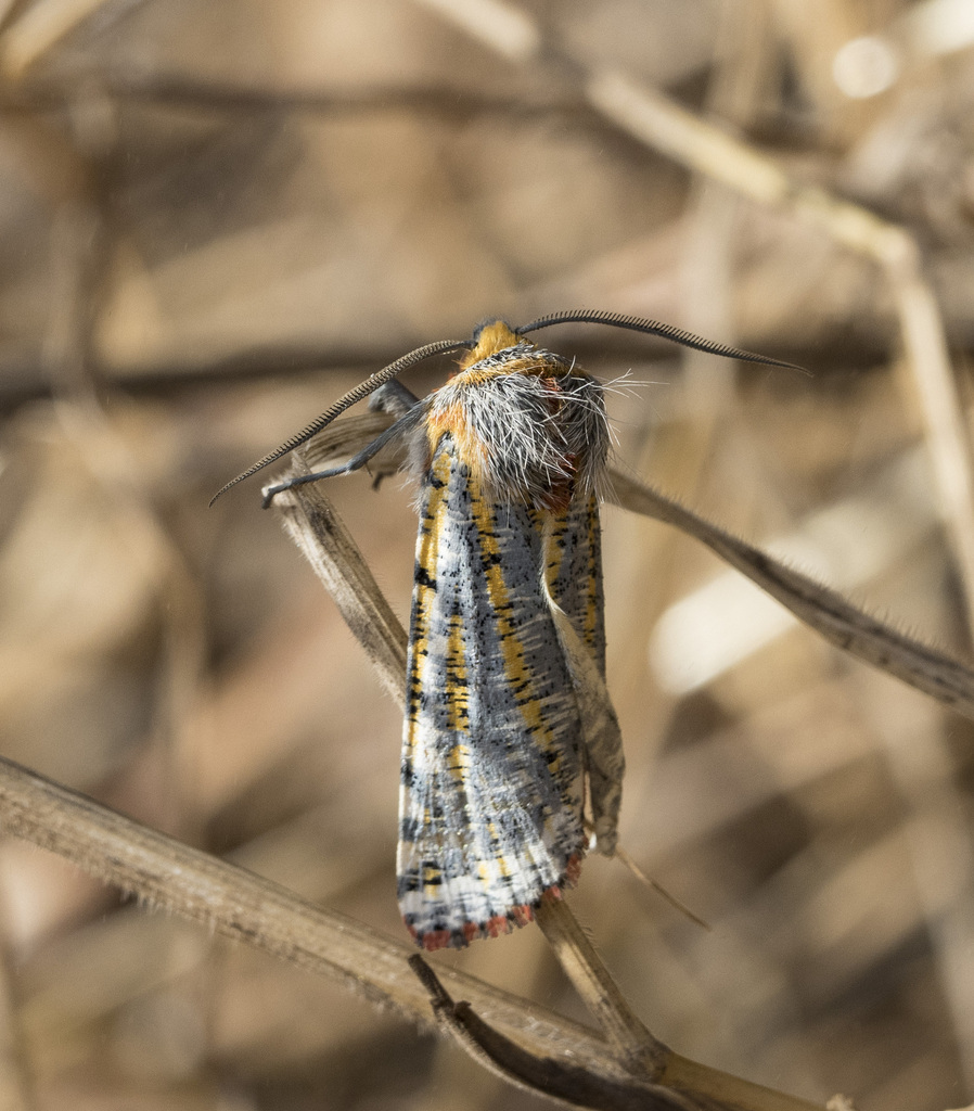 Phaenagrotis hecateia