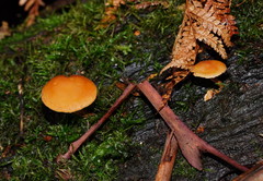 Gymnopilus austropicreus