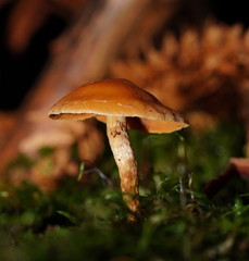 Gymnopilus austropicreus