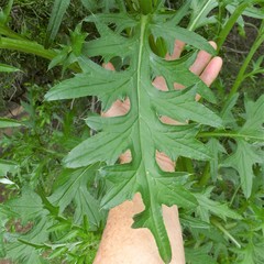 Cirsium engelmannii