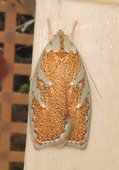 Euchaetis rhizobola
