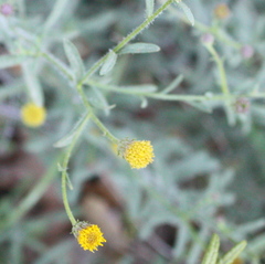 Erigeron petrophilus