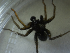 Pardosa vancouveri