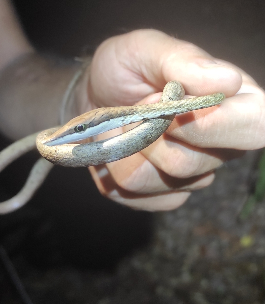 Rutherford's Vine Snake from 97354, Guyane française on October 8, 2023 ...