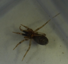 Phrurotimpus borealis