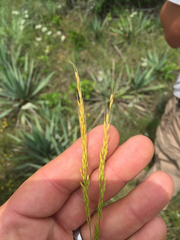 Limnodea arkansana
