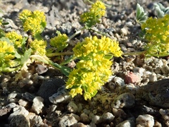 Lepidium flavum