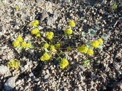 Lepidium flavum