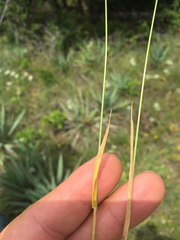 Limnodea arkansana