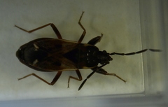 Eremocoris